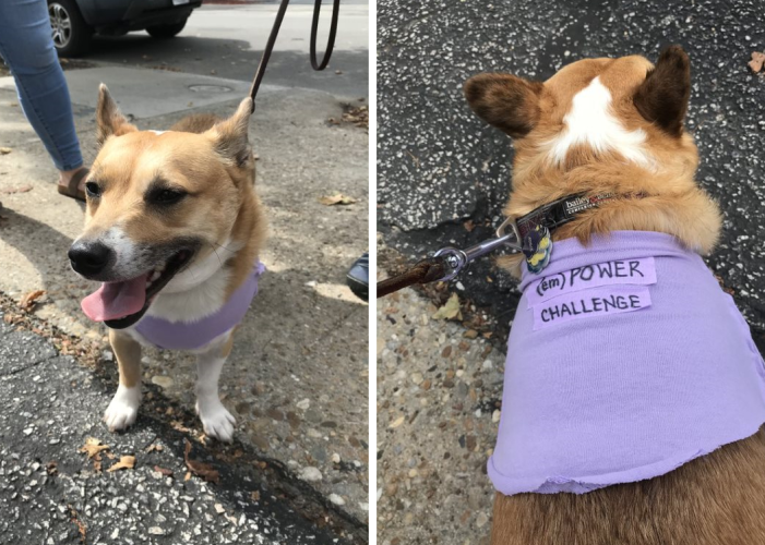 Two photos side by side. Left photo is of a dog on a leash with a purple shirt. Right photo is of the same dog's back with the same purple shirt on that says, "emPower Challenge."