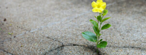 Image of a yellow flower growing out of a crack in concrete.