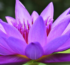 Photo of a purple flower opening.
