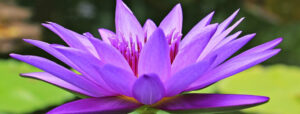 Photo of a purple flower opening.