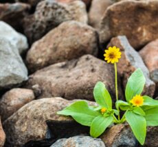 two yellow flowers surrounded by rocks